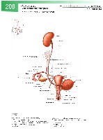 Sobotta  Atlas of Human Anatomy  Trunk, Viscera,Lower Limb Volume2 2006, page 207